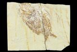 Bargain, Cretaceous Fossil Fish (Ctenothrissa) - Lebanon #162816-1